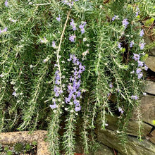 Load image into Gallery viewer, ROSEMARY PROSTRATA 2.0L
