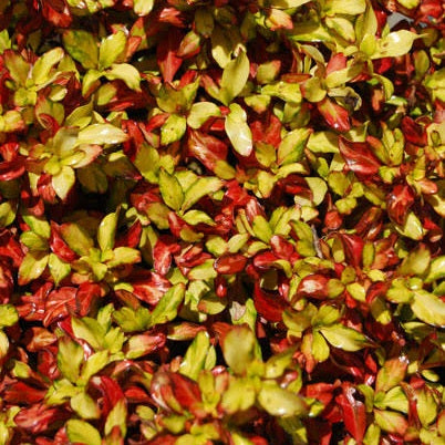 COPROSMA GOLDEN GLOW 2.0L