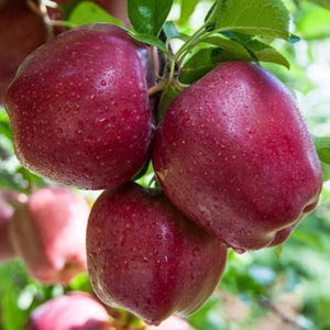 APPLE SEMI DWARF RED DELICIOUS PB18