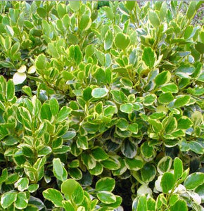 GRISELINIA LITTORALIS VARIEGATA 3.3L