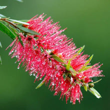 Load image into Gallery viewer, CALLISTEMON CANDY PINK 3.5L
