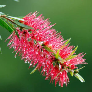 CALLISTEMON CANDY PINK 3.5L