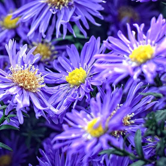 ASTER LADY IN BLUE 2.5L