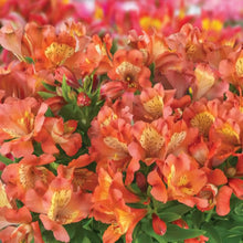 Load image into Gallery viewer, ALSTROEMERIA BORDER SUMMER VALLEY VALLEY GIRL 2.5L
