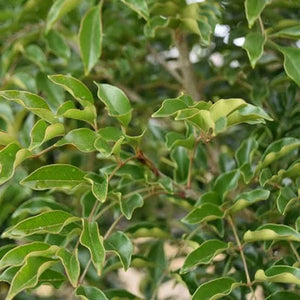 FRAXINUS GRIFFITHII 2.5L