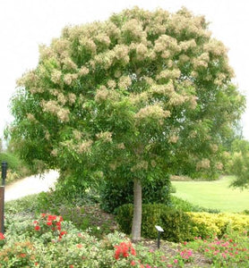 FRAXINUS GRIFFITHII 2.5L