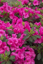 Load image into Gallery viewer, AZALEA EVERGREEN HAPPY DAYS 1.3L
