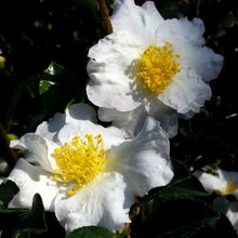 Load image into Gallery viewer, CAMELLIA SASANQUA SETSUGEKKA 4.0L
