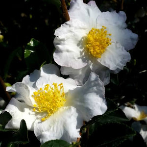 CAMELLIA SASANQUA SETSUGEKKA 4.0L