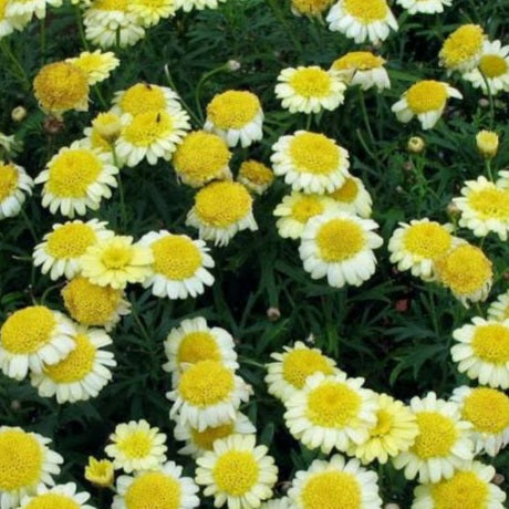 ARGYRANTHEMUM ANGELIC POMPOM YELLOW 2.5L