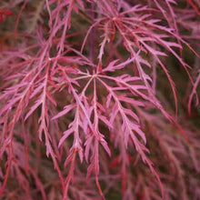 Load image into Gallery viewer, ACER DISSECTUM CRIMSON QUEEN TOPIARY GRADE
