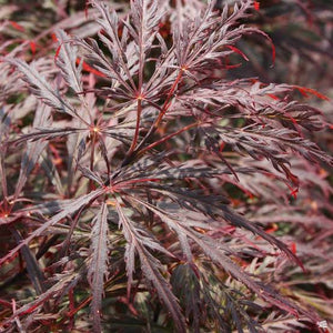 ACER DISSECTUM CRIMSON QUEEN TOPIARY GRADE