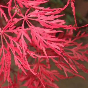 ACER DISSECTUM CRIMSON QUEEN TOPIARY GRADE