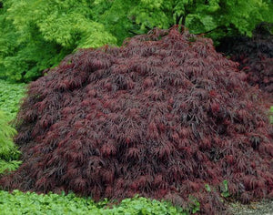 ACER DISSECTUM CRIMSON QUEEN TOPIARY GRADE