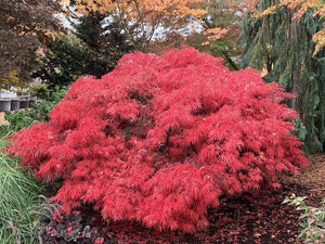 ACER DISSECTUM CRIMSON QUEEN TOPIARY GRADE