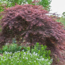 Load image into Gallery viewer, ACER DISSECTUM TAMUKEYAMA TOPIARY GRADE
