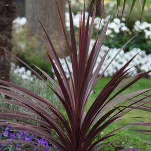 CORDYLINE AUSTRALIS RED STAR 6.0L