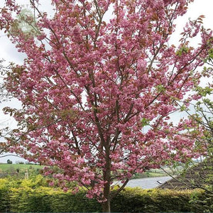 PRUNUS SERRULATA KANZAN 1.6M PB40