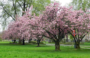 PRUNUS SERRULATA KANZAN 1.6M PB40