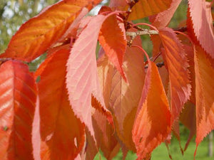 PRUNUS SERRULATA KANZAN 1.6M PB40