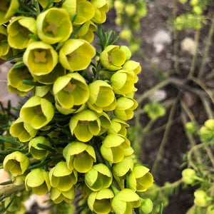 BORONIA MEGASTIGMA LUTEA 14CM