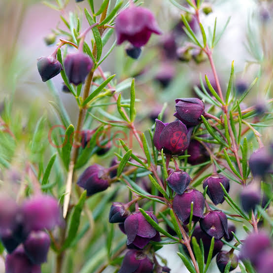 BORONIA HYBRID PURPLE JARED 2.5L