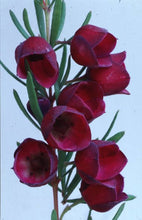 Load image into Gallery viewer, BORONIA HYBRID PURPLE JARED 3.5L
