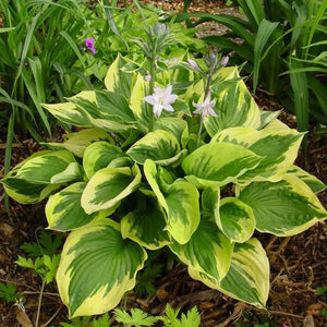 HOSTA TWILIGHT 2.0L