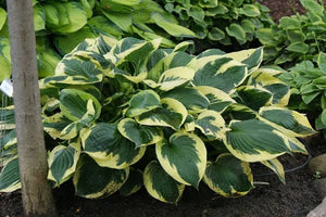 HOSTA TWILIGHT 2.0L