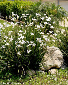 DIETES GRANDIFLORA FAIRY IRIS 2.5L