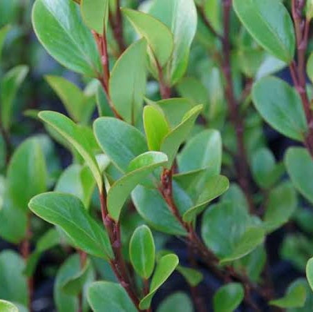 GRISELINIA CANTERBURY 6.0L