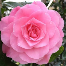 Load image into Gallery viewer, CAMELLIA HYBRID DREAMBOAT 4.0L
