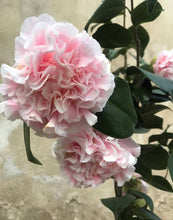 Load image into Gallery viewer, CAMELLIA JAPONICA HAWAII 4.0L
