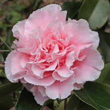 Load image into Gallery viewer, CAMELLIA JAPONICA HAWAII 4.0L

