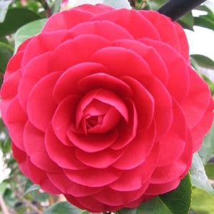 CAMELLIA JAPONICA RED RED ROSE 4.0L