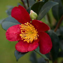Load image into Gallery viewer, CAMELLIA SASANQUA YULETIDE 8.0L

