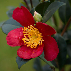 CAMELLIA SASANQUA YULETIDE 8.0L