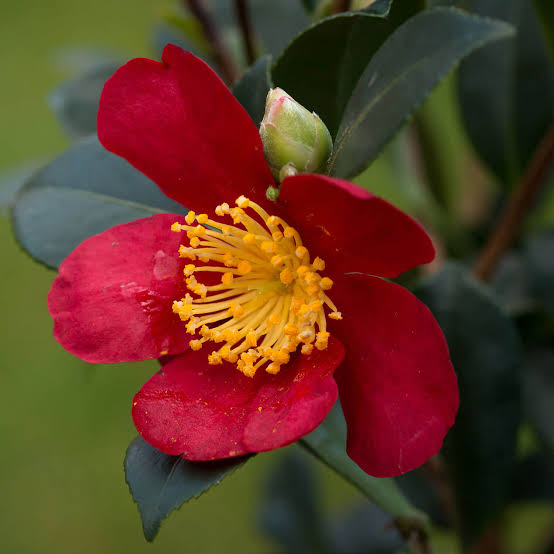 CAMELLIA SASANQUA YULETIDE 90CM STANDARD