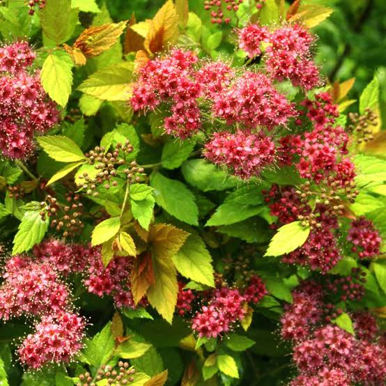 SPIREA JAPONICA MAGIC CARPET 2.5L