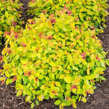 Load image into Gallery viewer, SPIREA JAPONICA MAGIC CARPET 2.5L
