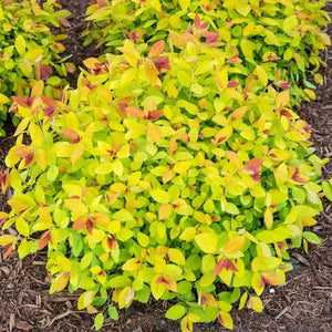 SPIREA JAPONICA MAGIC CARPET 2.5L