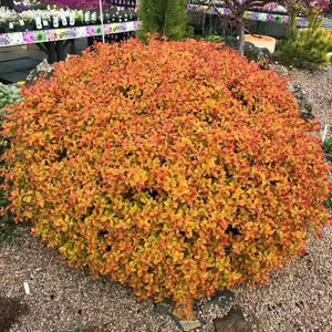 SPIREA JAPONICA MAGIC CARPET 2.5L