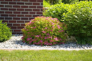 SPIREA JAPONICA MAGIC CARPET 2.5L