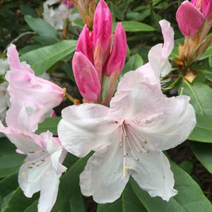 RHODODENDRON WHITE PEARL 6.0L