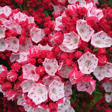 Load image into Gallery viewer, KALMIA LATIFOLIA OSTBO RED 6.0L
