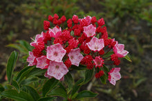 Load image into Gallery viewer, KALMIA LATIFOLIA OSTBO RED 6.0L
