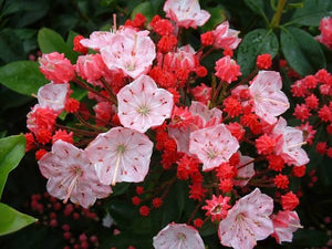 KALMIA LATIFOLIA OSTBO RED 6.0L