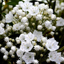 Load image into Gallery viewer, KALMIA LATIFOLIA SNOWDRIFT 6.0L
