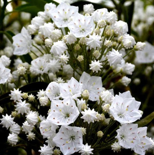 KALMIA LATIFOLIA SNOWDRIFT 6.0L