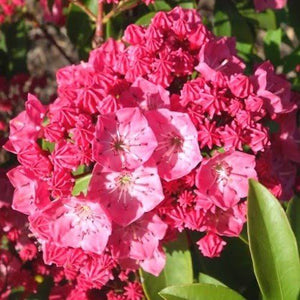 KALMIA LATIFOLIA PINK SENSATION 6.0L